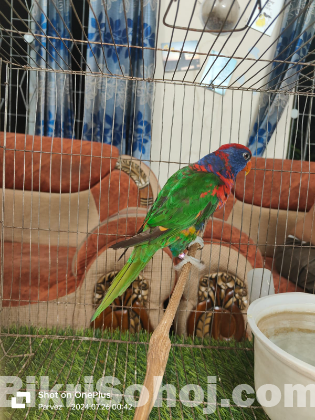 Sun Conure & Red Headed Green Factor Lory